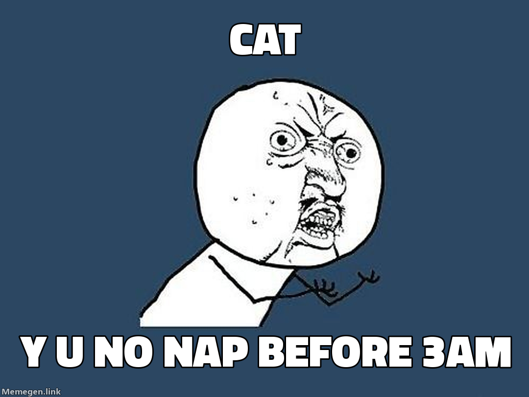 Cat — Y U NO nap before 3am